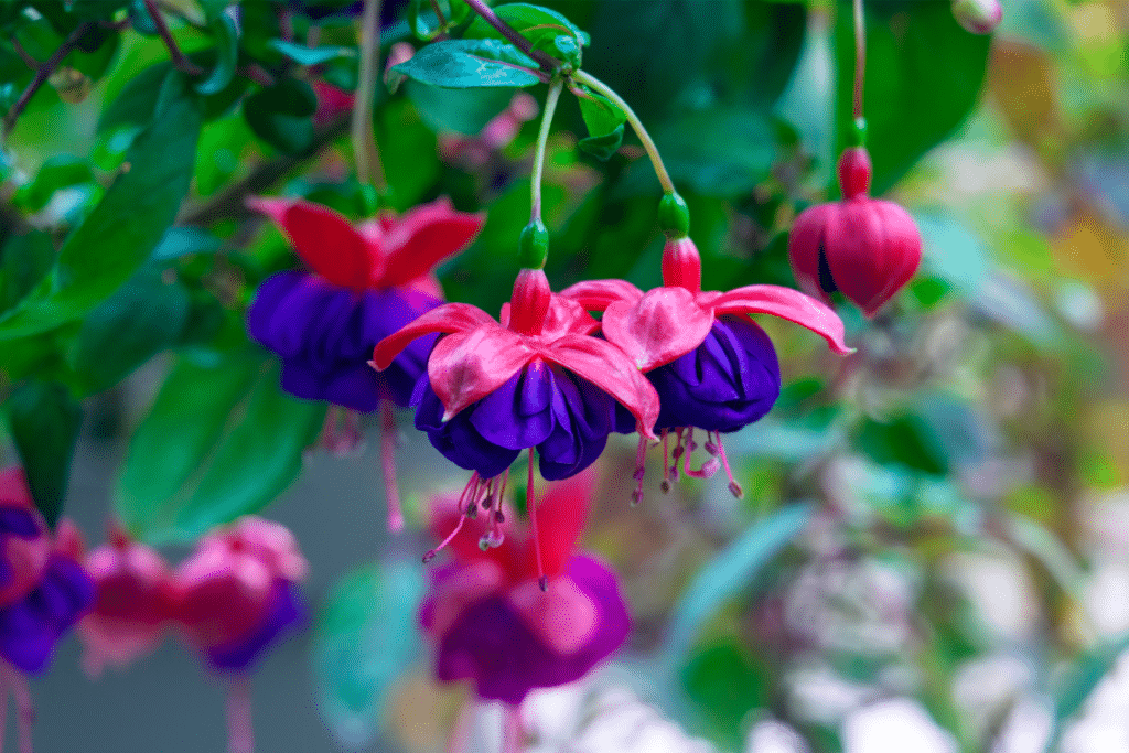 Purple and pink fuschsia is a good choice for a covered porch.