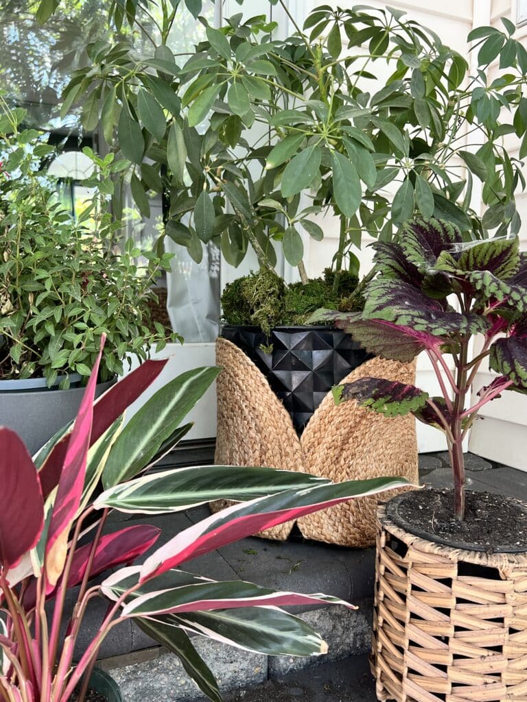 A grouping of outdoor potted plants.