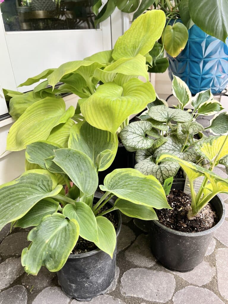 Several grow-pots of various hosta plants  sitting on a covered front porch.