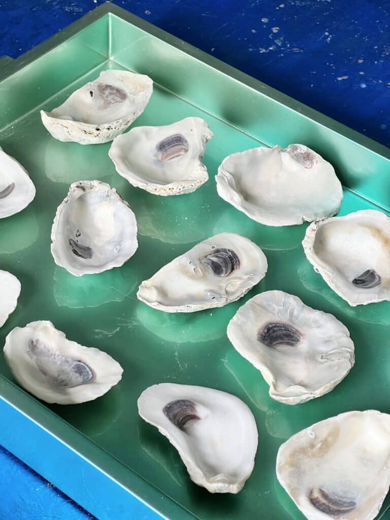 A tray full of creamy white oyster shells.
