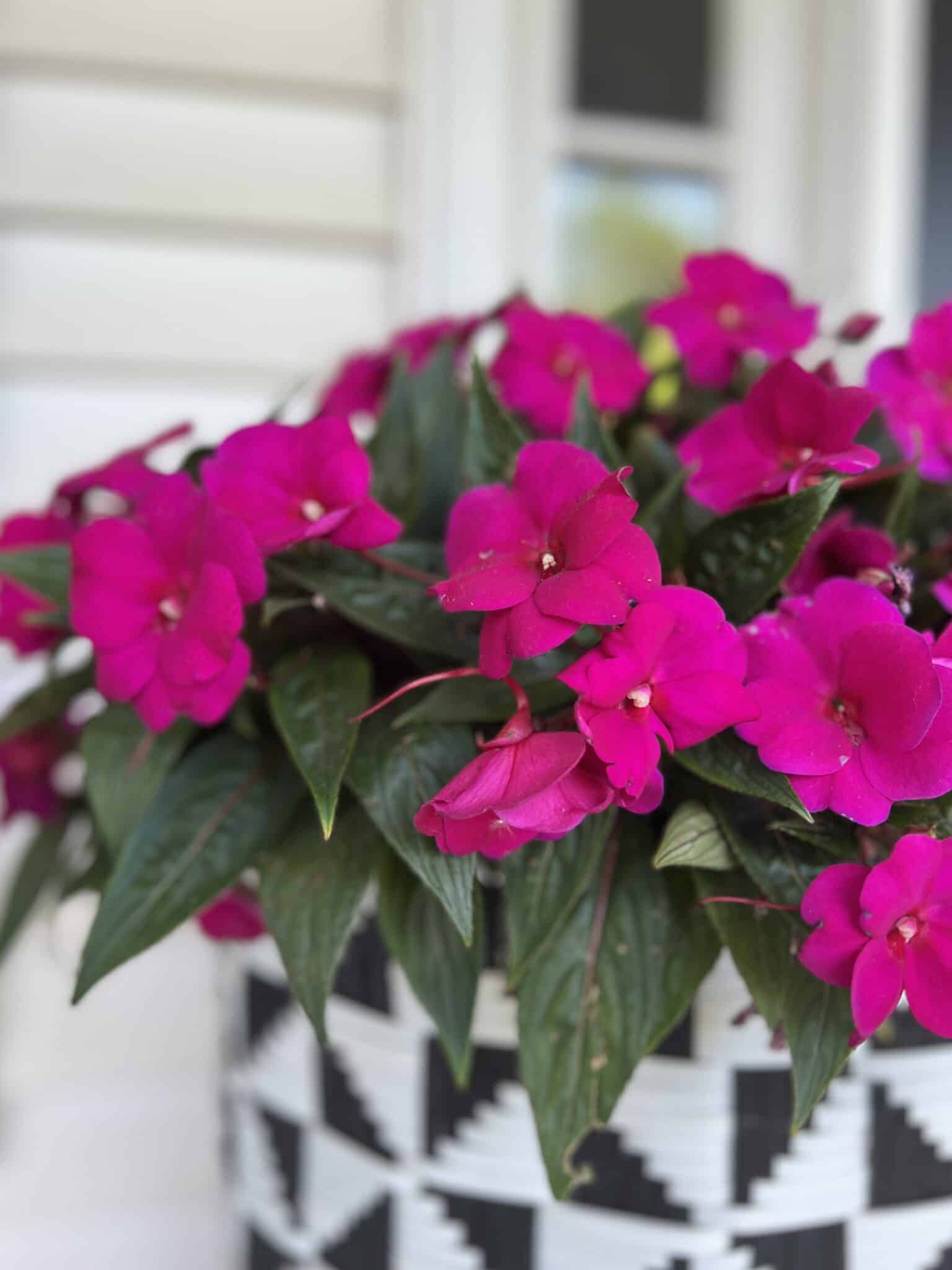 Pink-Double-Impatiens-in-a-black-and-white-pot-Sonata-Home-Design-1536x2048