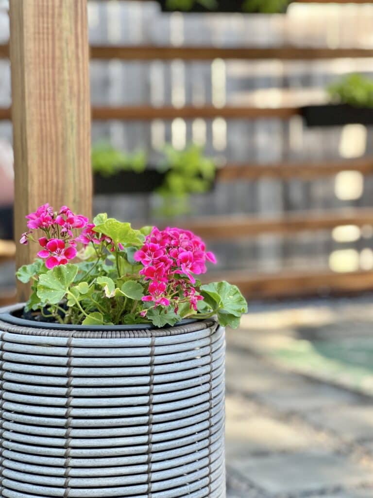 A pot of pink geraniums.