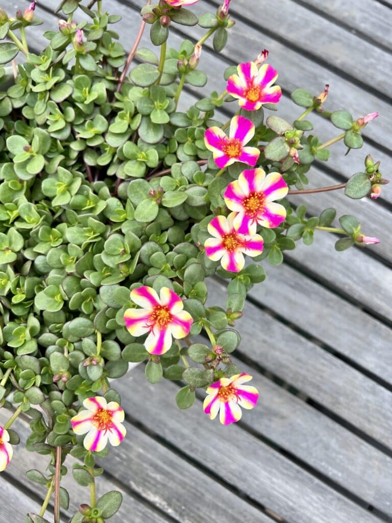 Pink, white, and yellow portulaca is a good plant choice for a sun-loving covered patio.