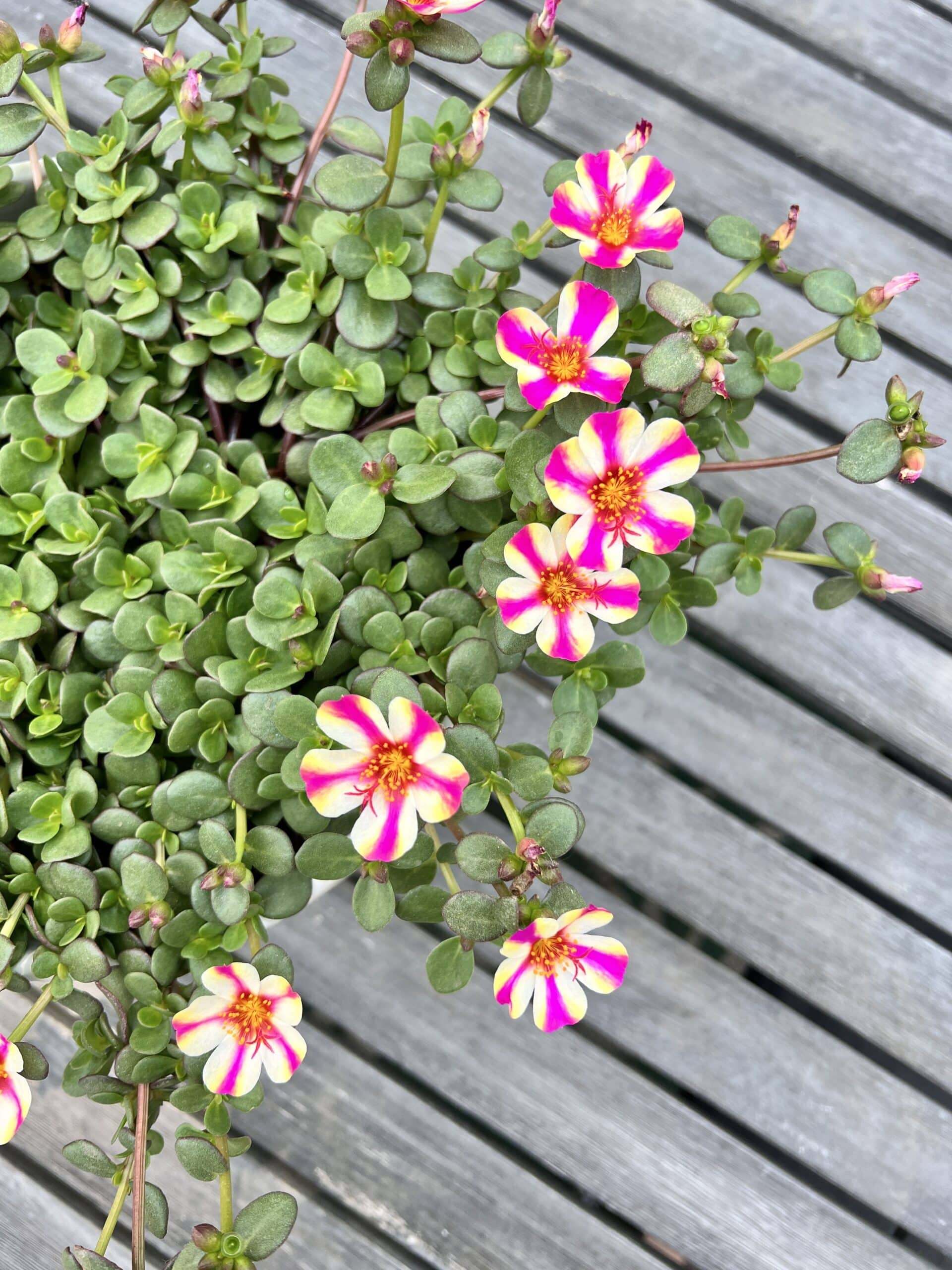 Container Plants that are Good for a Covered Porch