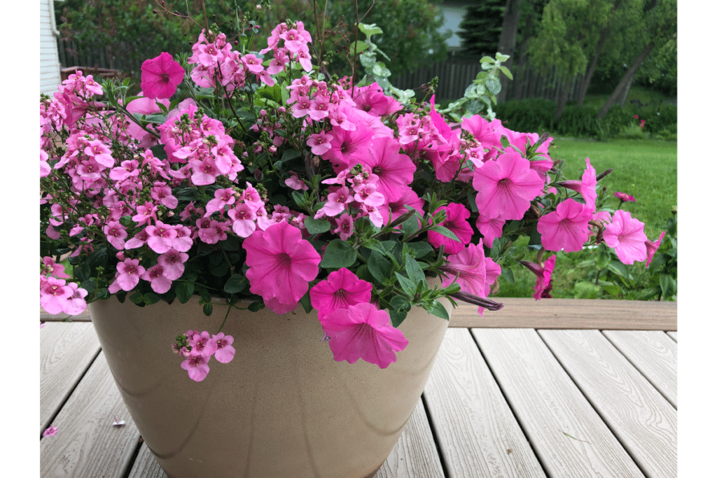 A pot of pink petunias sitting on a covered front porch.