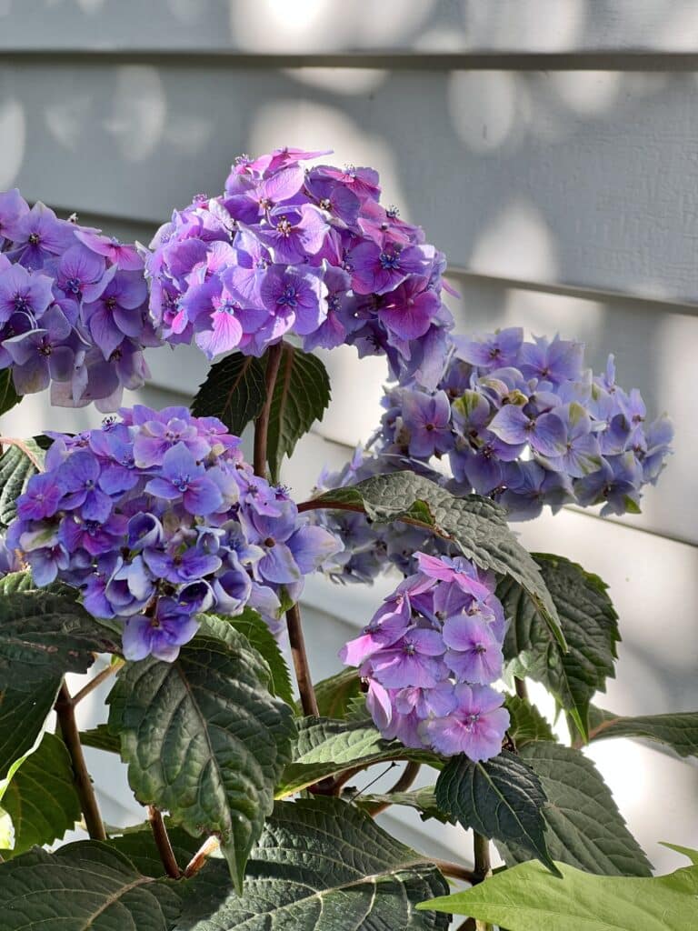 Good plants for a covered porch: A purple hydrangea plant is planted in a pot on a covered patio.