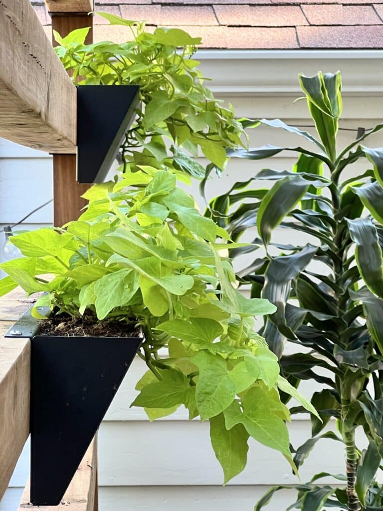 Sweet potato vine trailing from Toja Grid planter boxes that are attached to the wood beam wall of the DIY pergola kit.