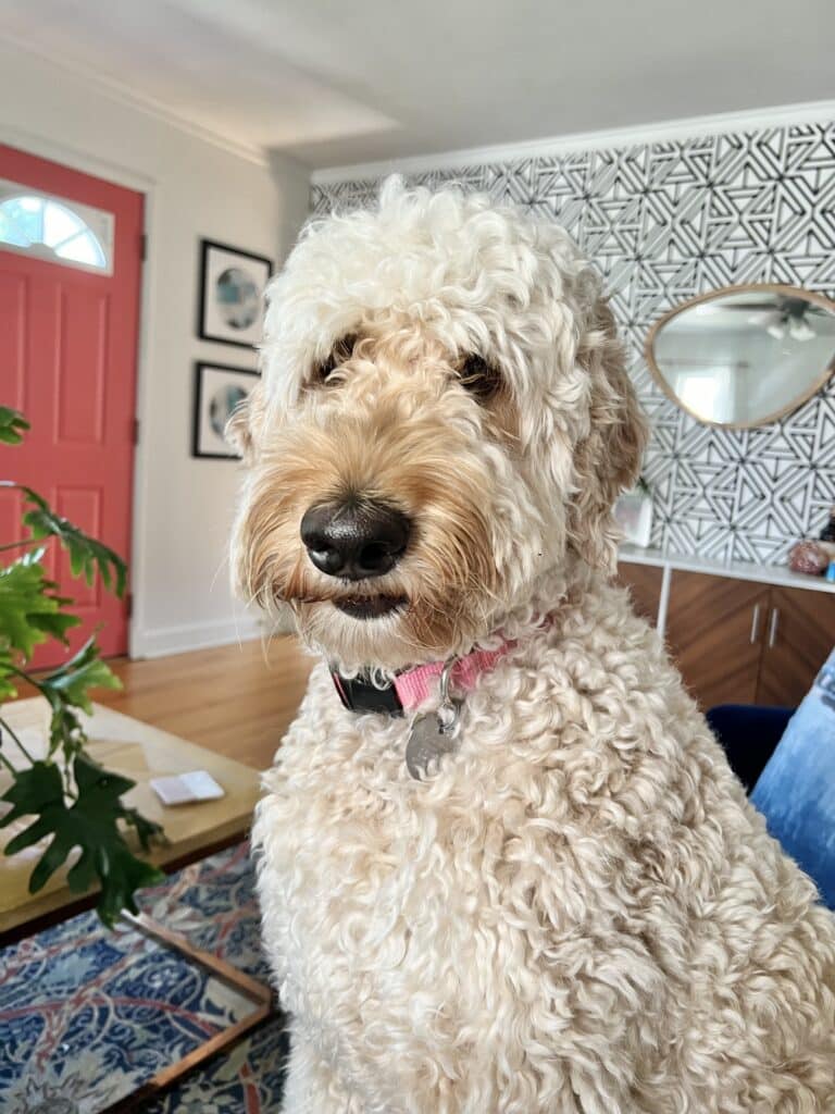 Arlo, the goldendoodle, in the living room.