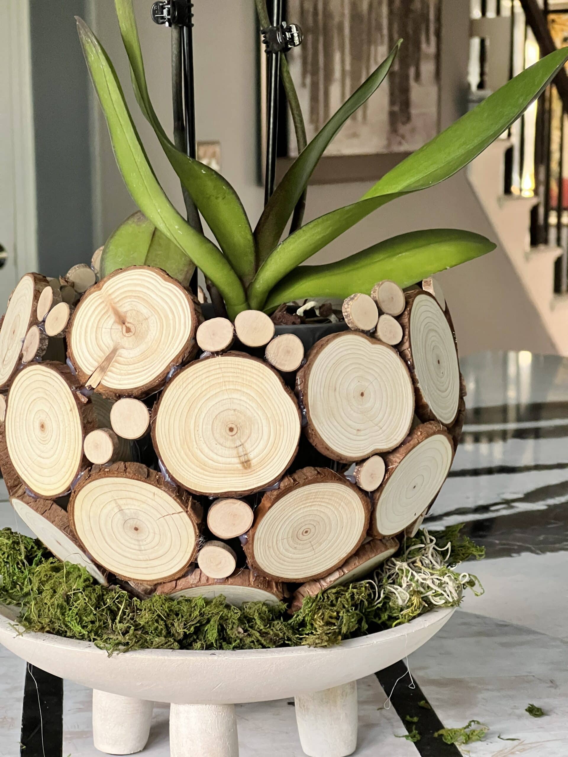 Simple and Easy DIY Orchid Planter Ideas for Your Home