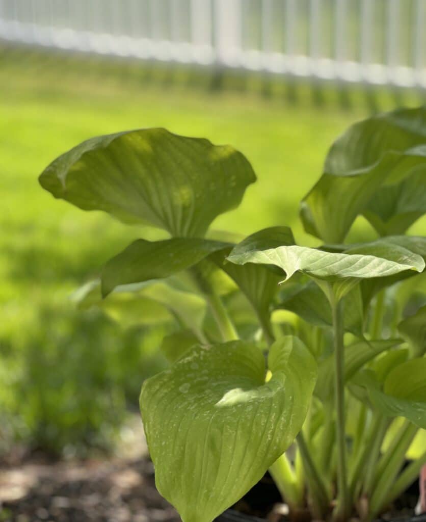 a lime green hosta plant.