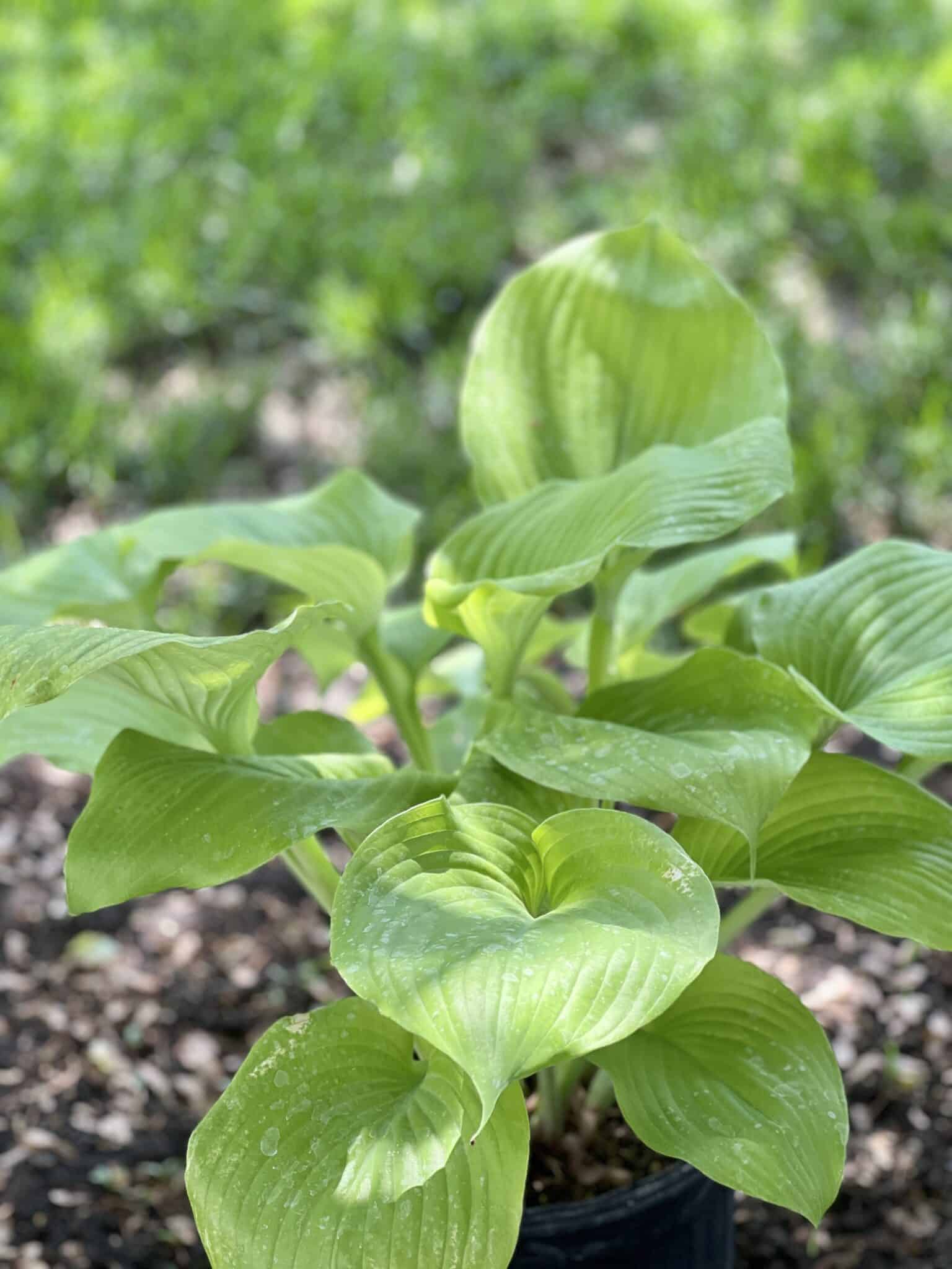 How to Care for Your Hosta Plants in the Fall - Sonata Home Design