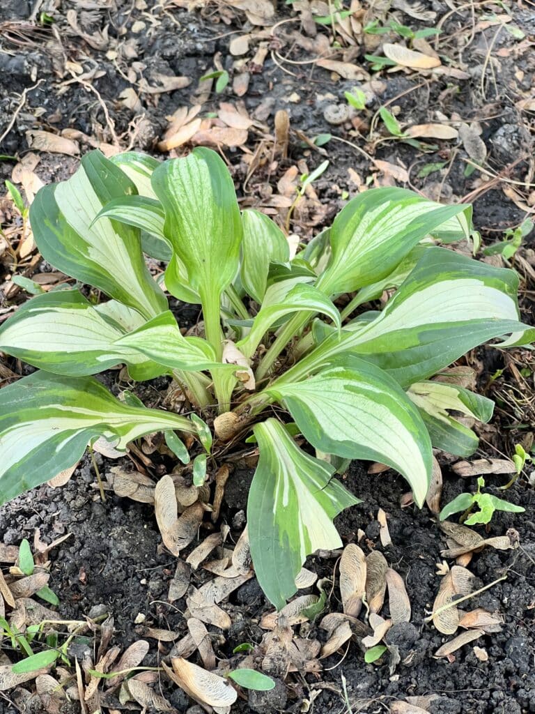 hosta care in fall: Clearing away dead foliage from around a hosta plant.