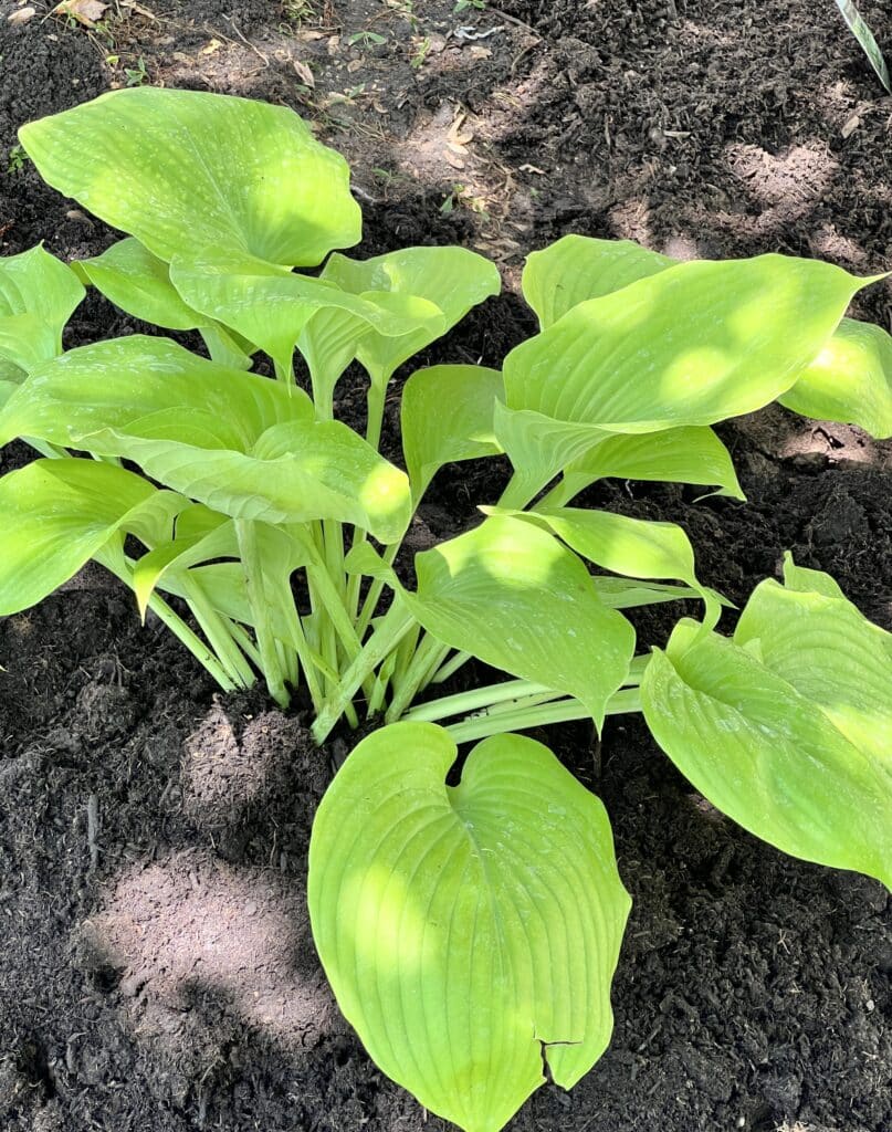 hosta care in fall: prepping a green garden plant for fall weather.