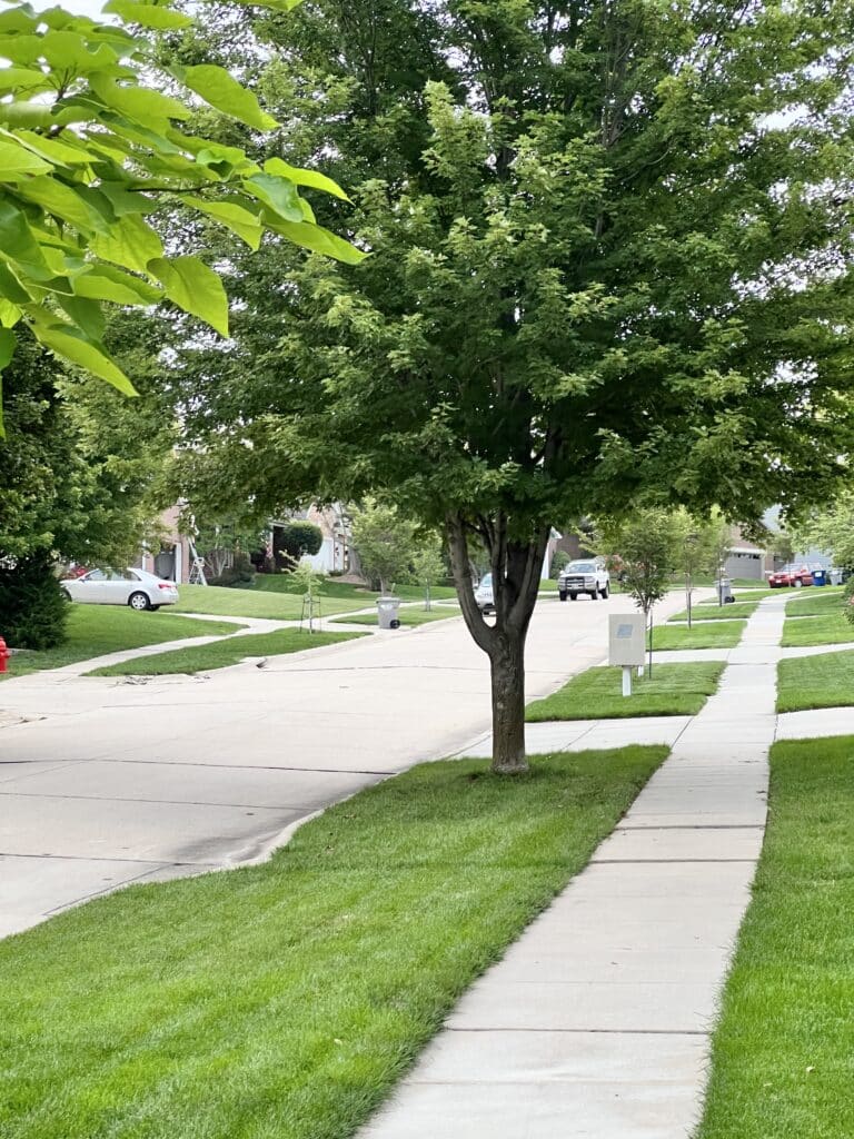 A view of a neighborhood street.