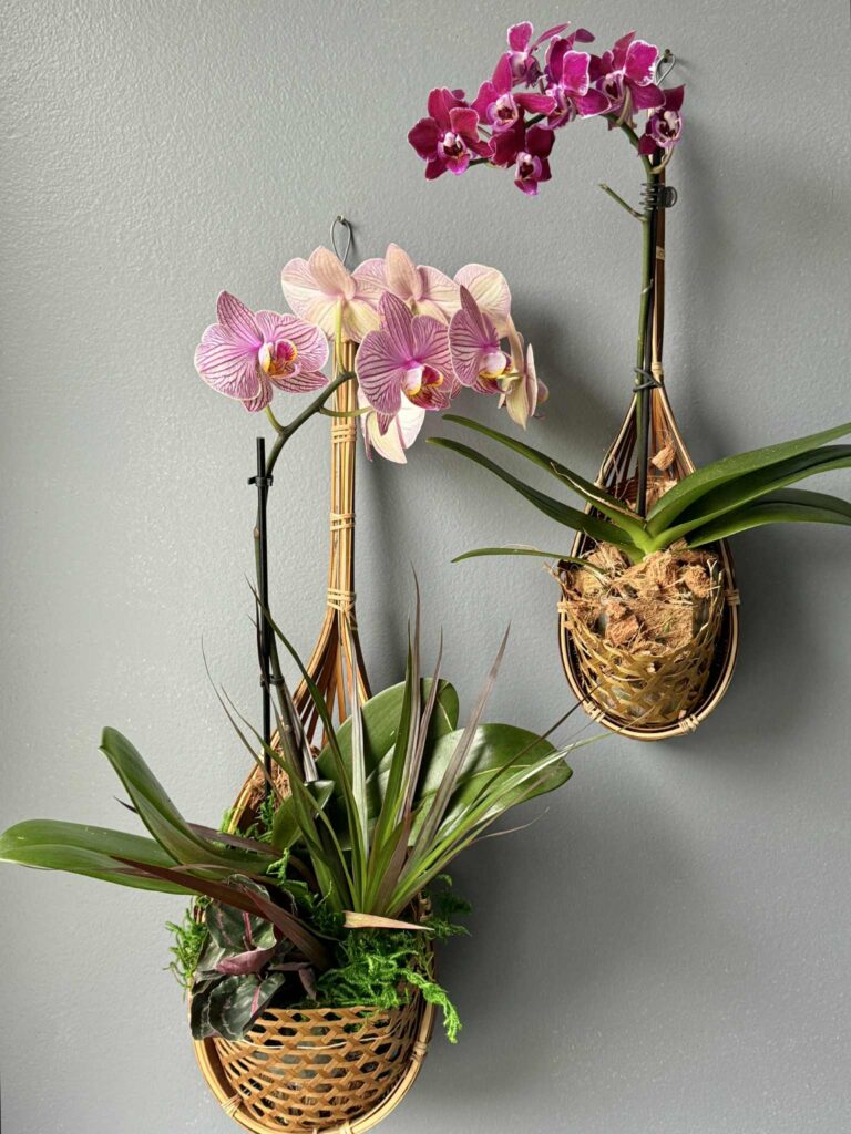Two hanging bamboo baskets holding pink orchids.