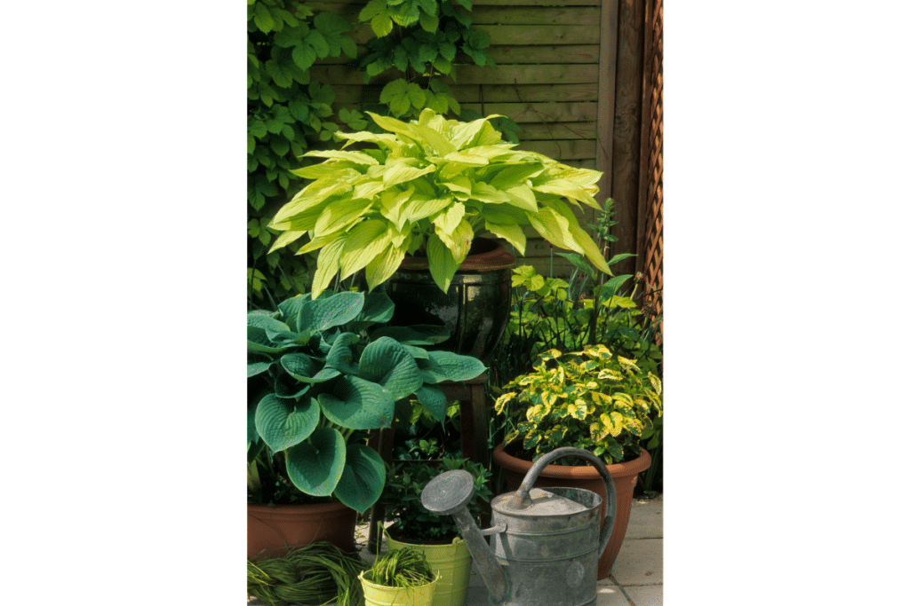 Various hosta plants in pots.