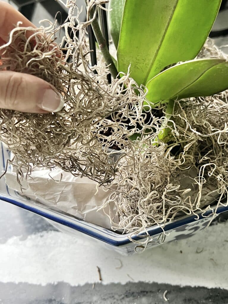 Adding sphagnum moss to an orchid arrangement.