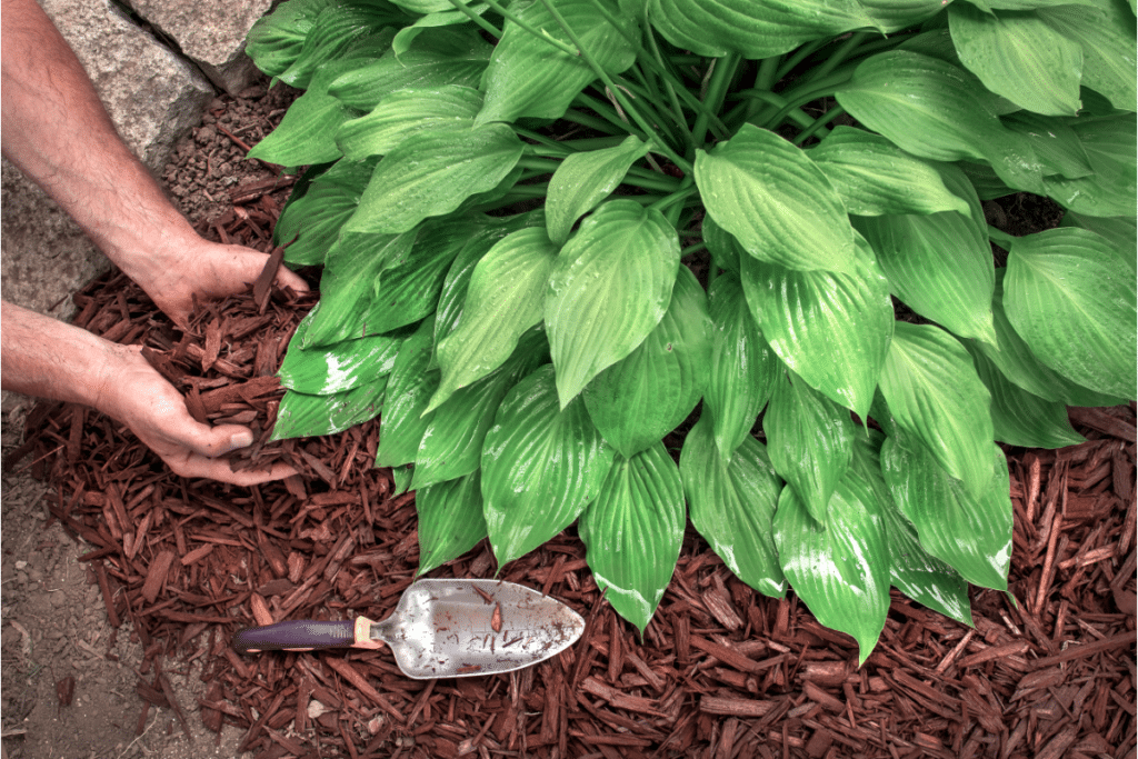 Laying mulch around a hosta plant in the fall.