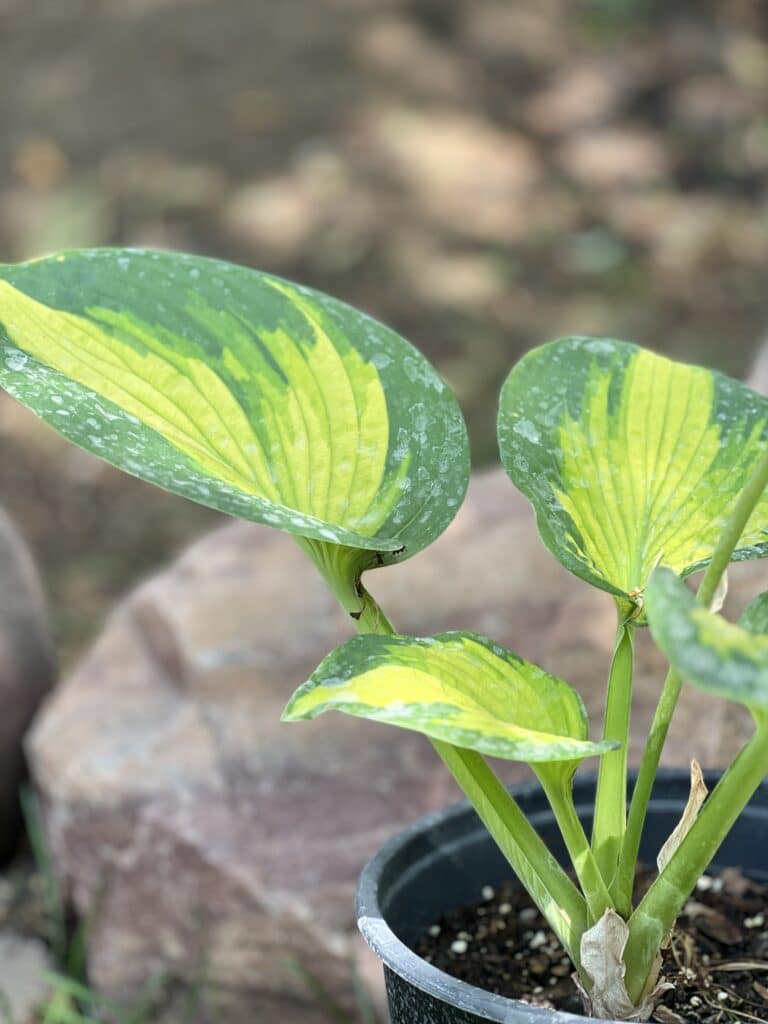 hosta care in fall: a variegated hosta plant in a pot.