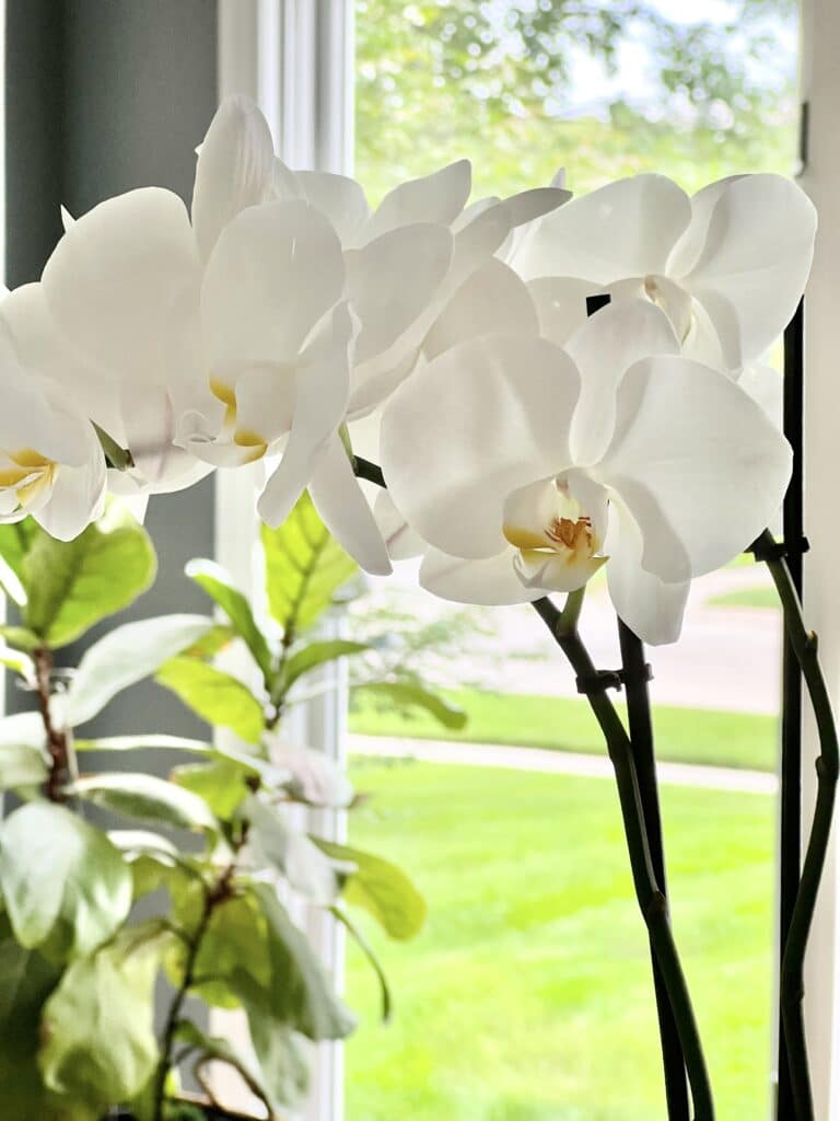 DIY orchid planter ideas: White orchids sitting on a kitchen island.