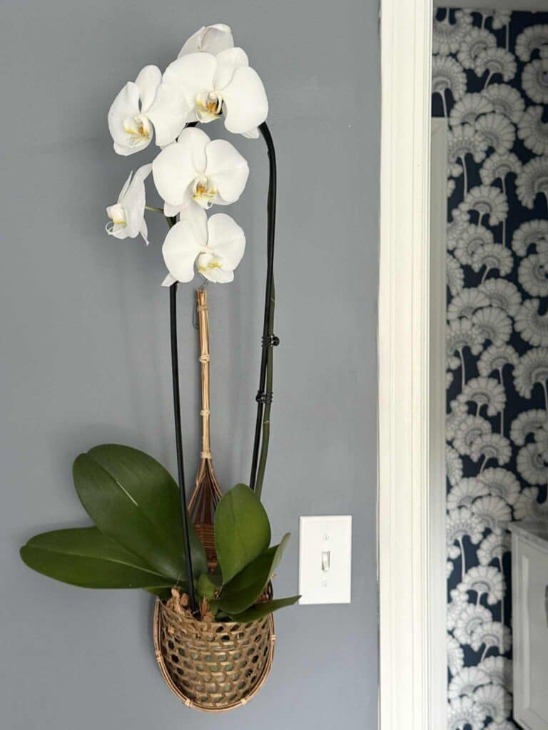 A bamboo basket as an orchid planter idea.