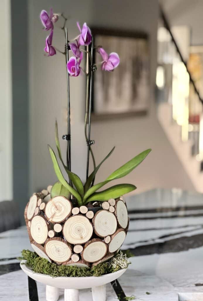 DIY orchid planter ideas: A Purple orchid displayed in a wood slice bowl in the kitchen.