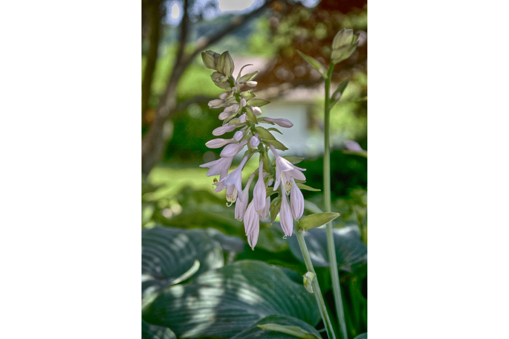 A hosta bloom.