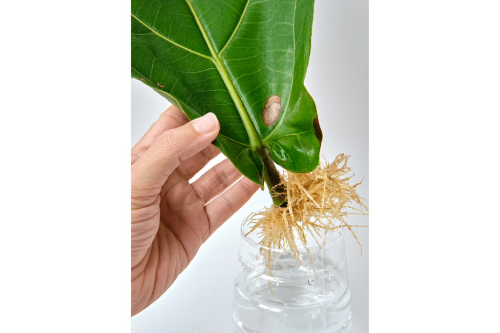 A healthy growth of fiddle leaf fig roots that have grown when propagated in water.