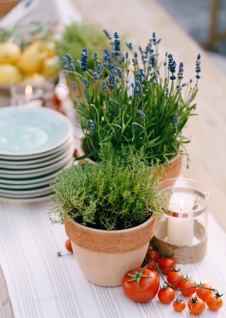 Fresh herbs planted in pots.