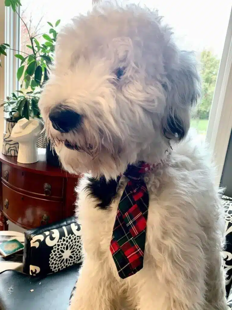 Bentley wearing a DIY Christmas tie.
