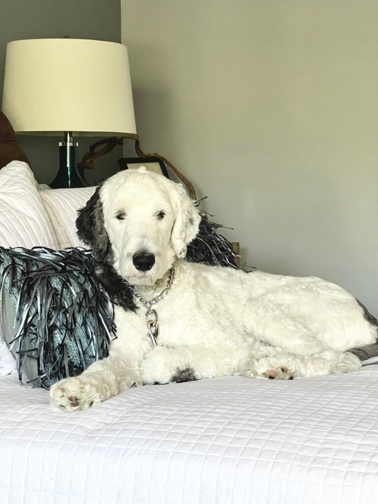 Bentley laying on the bed.