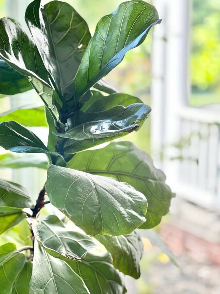 A fiddle leaf fig plant sitting in bright indirect light on a porch.