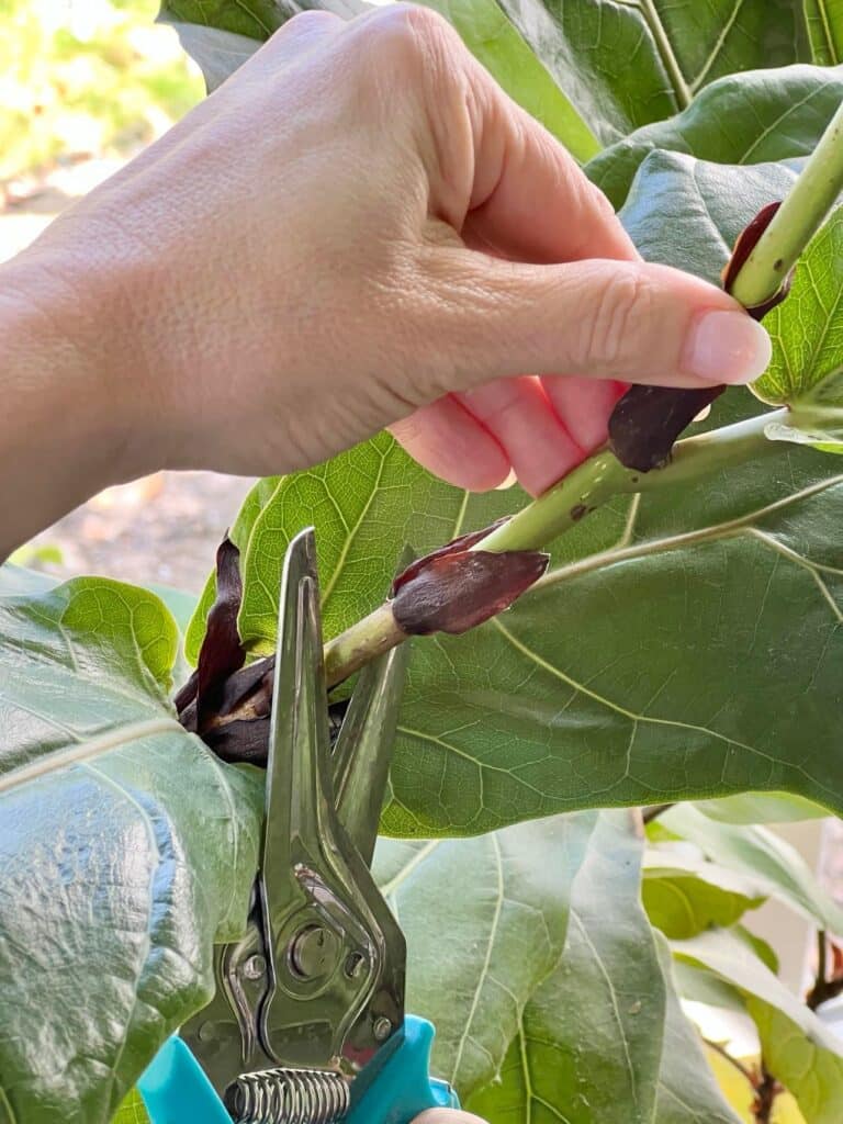 propagate fiddle leaf fig in water: Cutting a fiddle leaf fig leaf from the plant with shears.