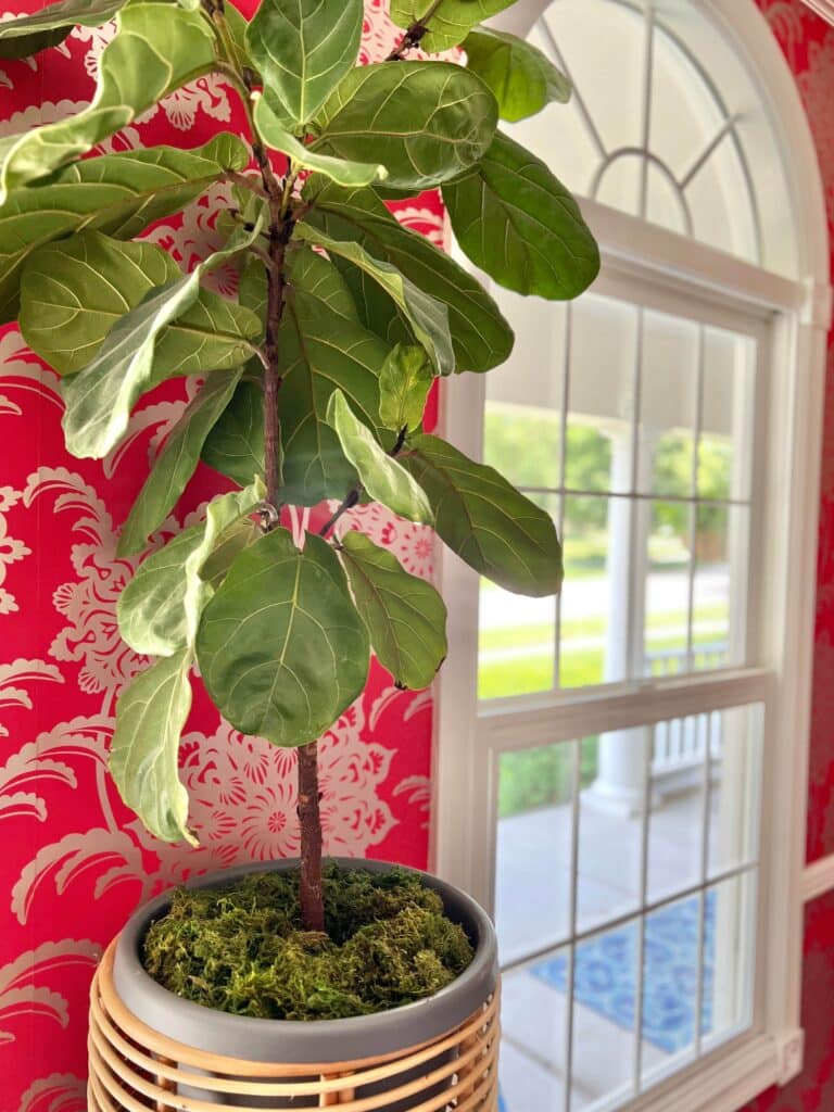 A fiddle leaf fig plant that is sitting on a side table beside a large window.