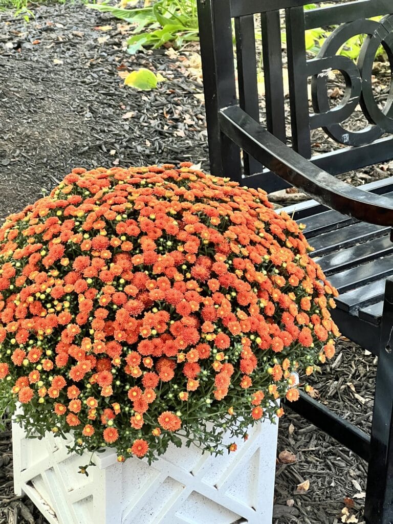 An orange mum placed beside a black bench.