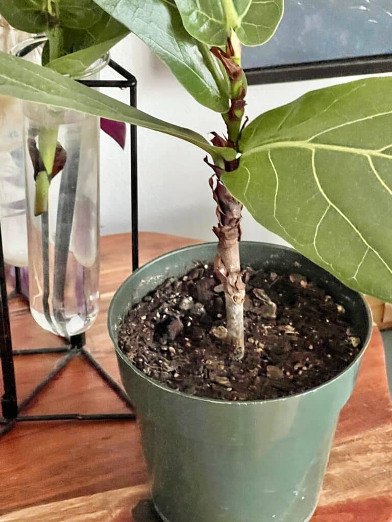 propagate fiddle leaf fig in water: A fiddle leaf fig cutting that has grown roots and been planted in a pot.