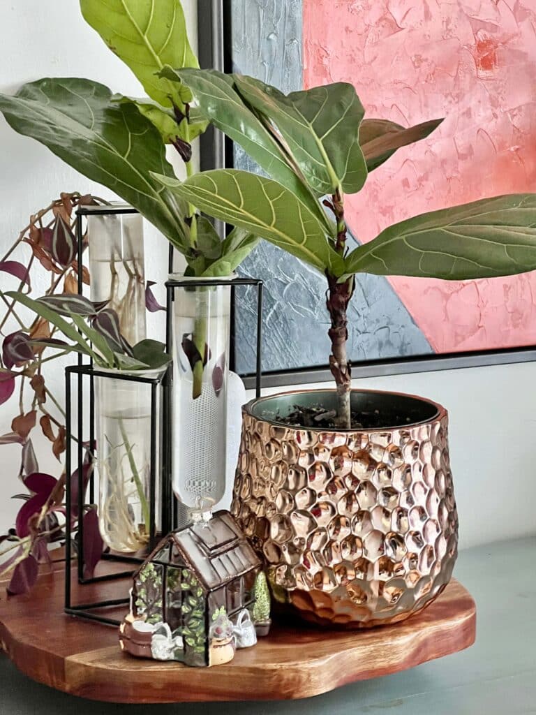 propagate fiddle leaf fig in water: A fiddle leaf fig cutting that has grown roots and been planted in a rose gold pot.