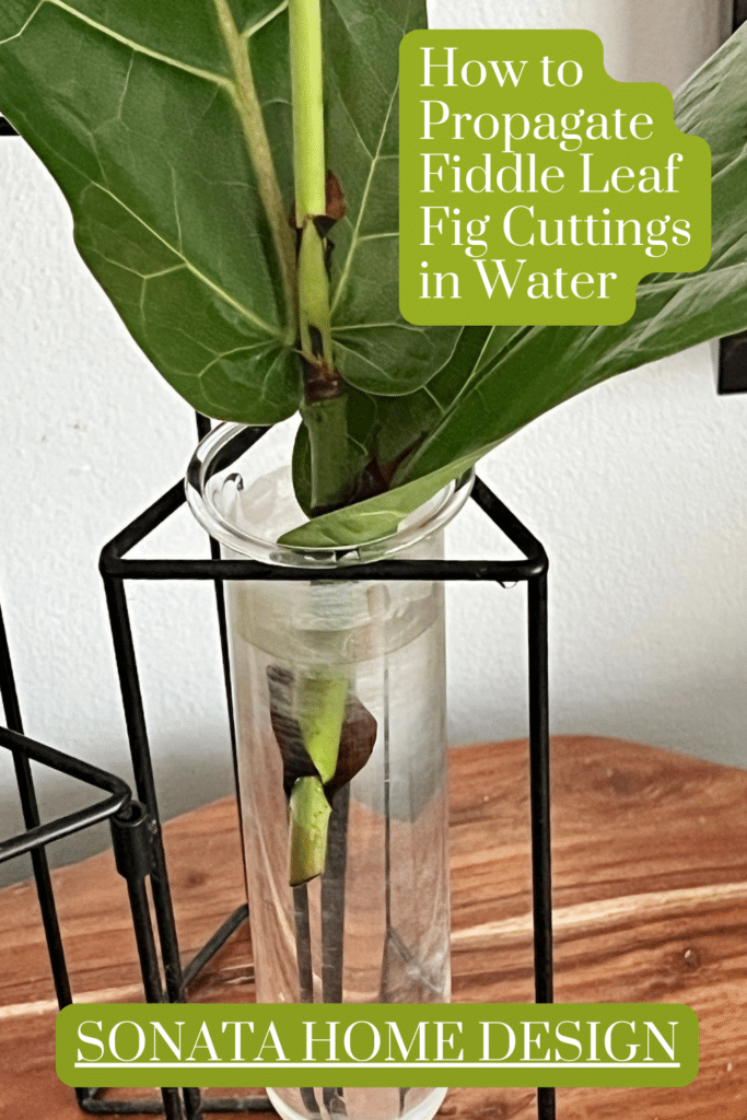 How to propagate fiddle leaf fig cuttings in water.