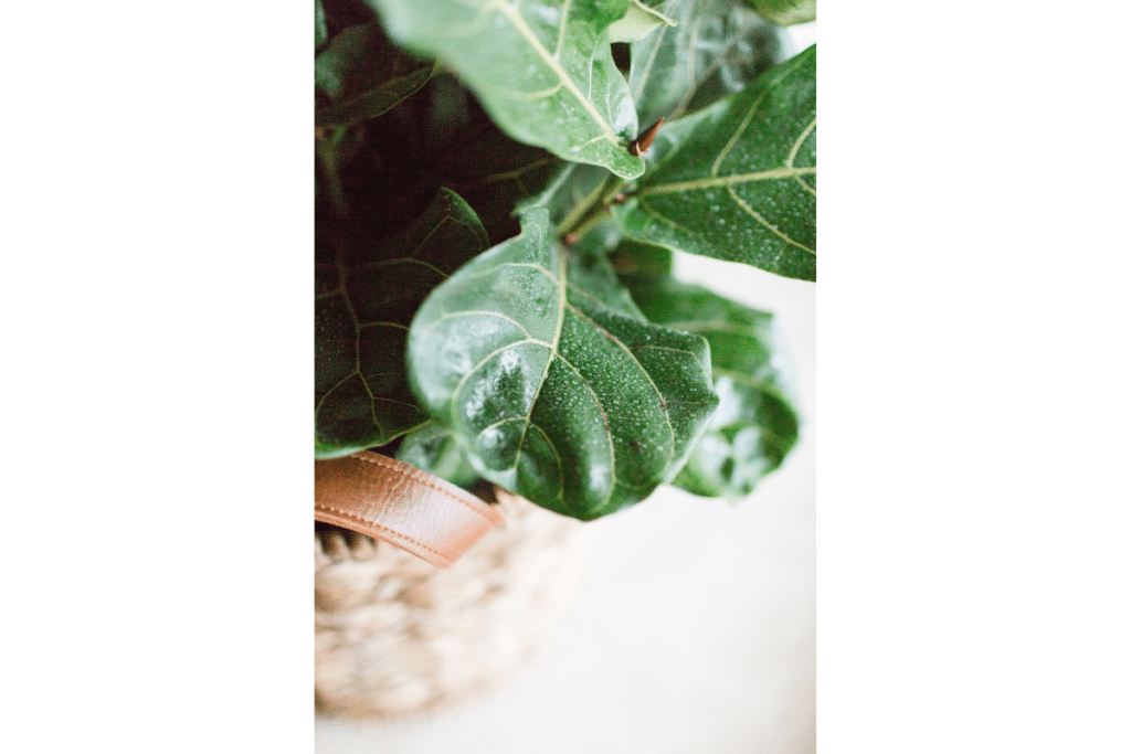 how to propagate fiddle leaf fig in water: A fiddle leaf fig plant in a woven basket with a leather handle.
