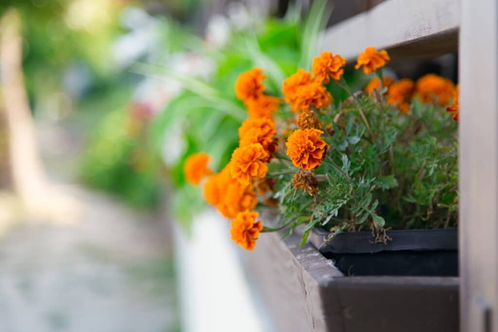 Orange marigolds in a porch window box.