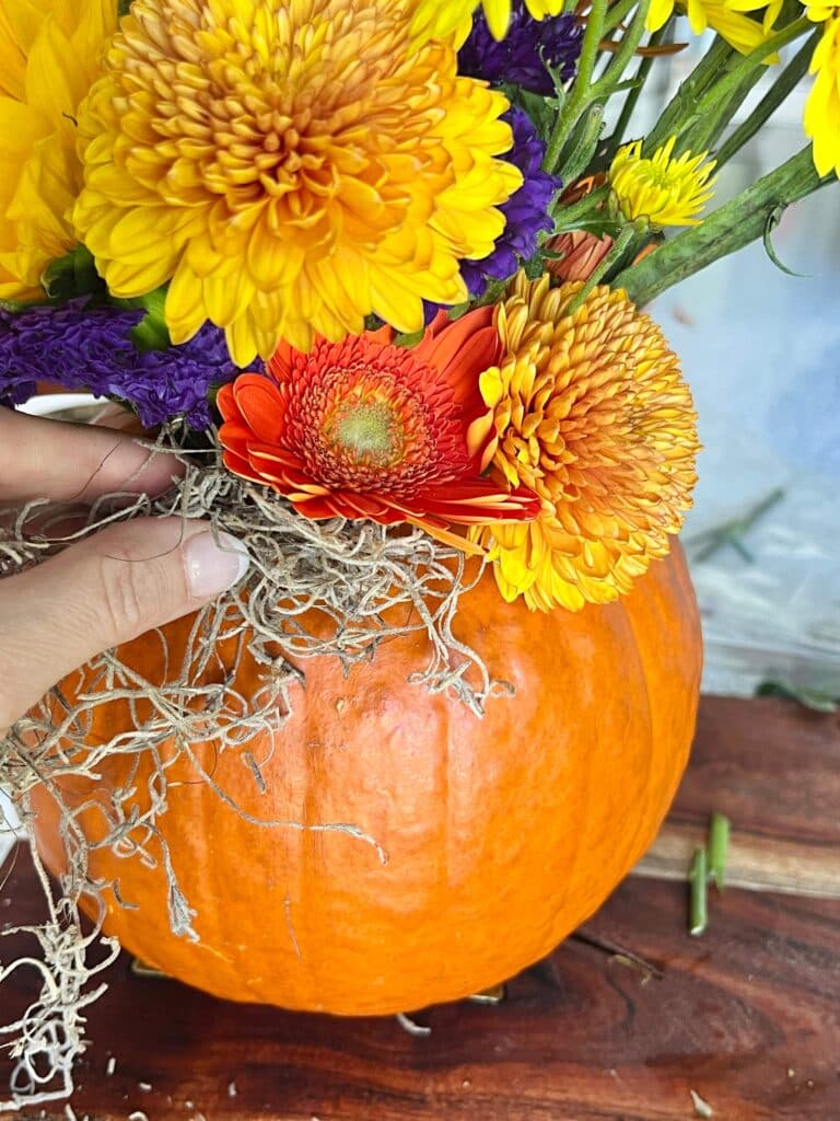 Filling in empty spaces with Spanish moss for pumpkin floral arrangements
