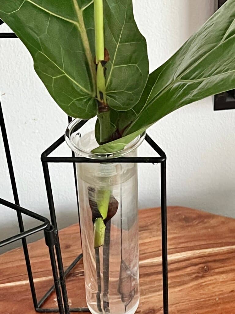 propagate fiddle leaf fig in water: A fiddle leaf fig cutting placed in a narrow vase of water.