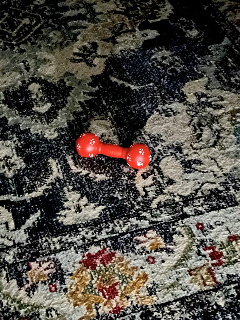 Bentley's dog chew toy on a rug in the middle of the night.