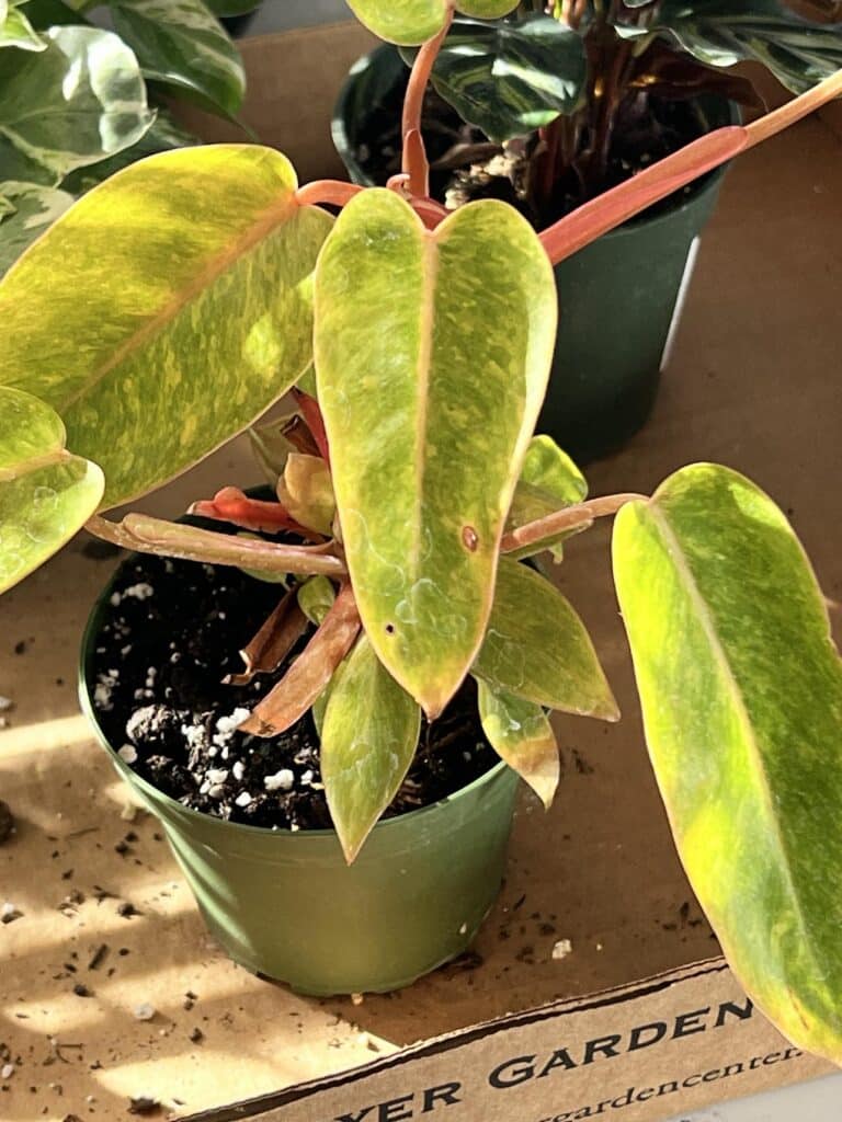 A Philodendron Painted Lady Plant given care at a garden nursery.