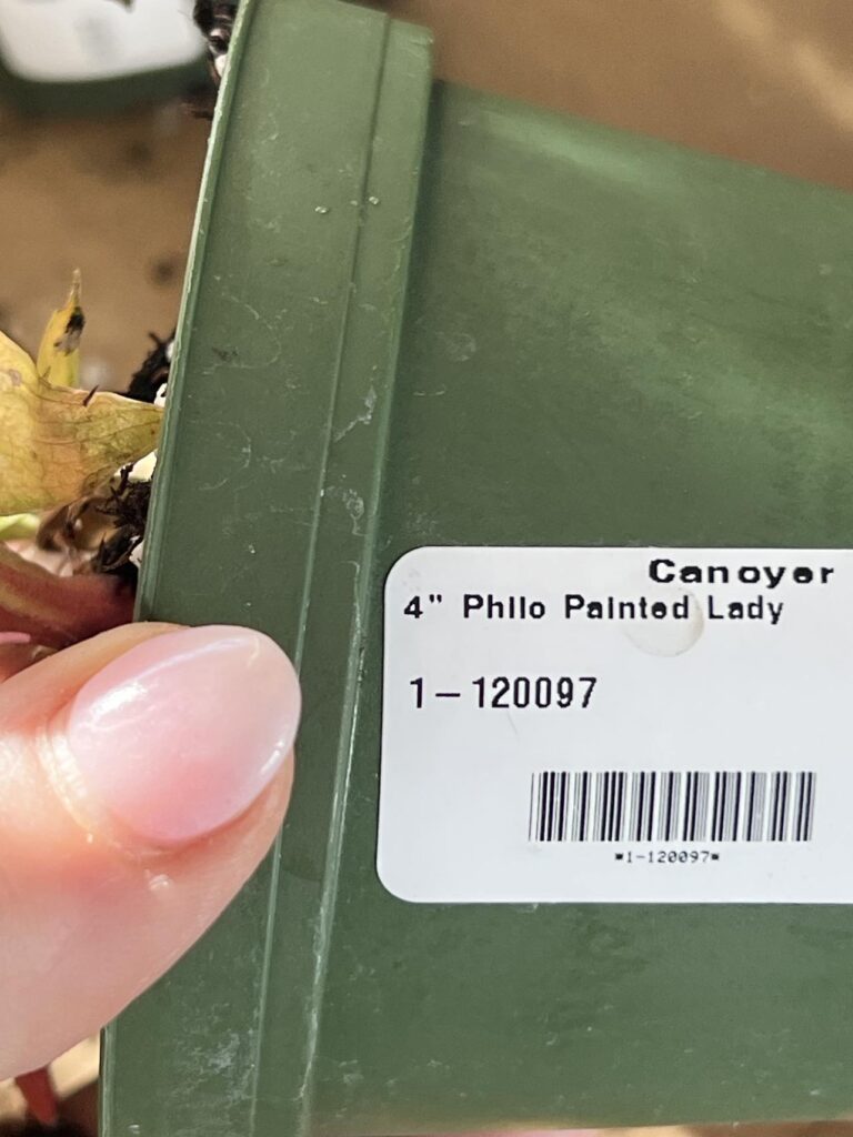 A garden pot with the label "Phllo Painted Lady"