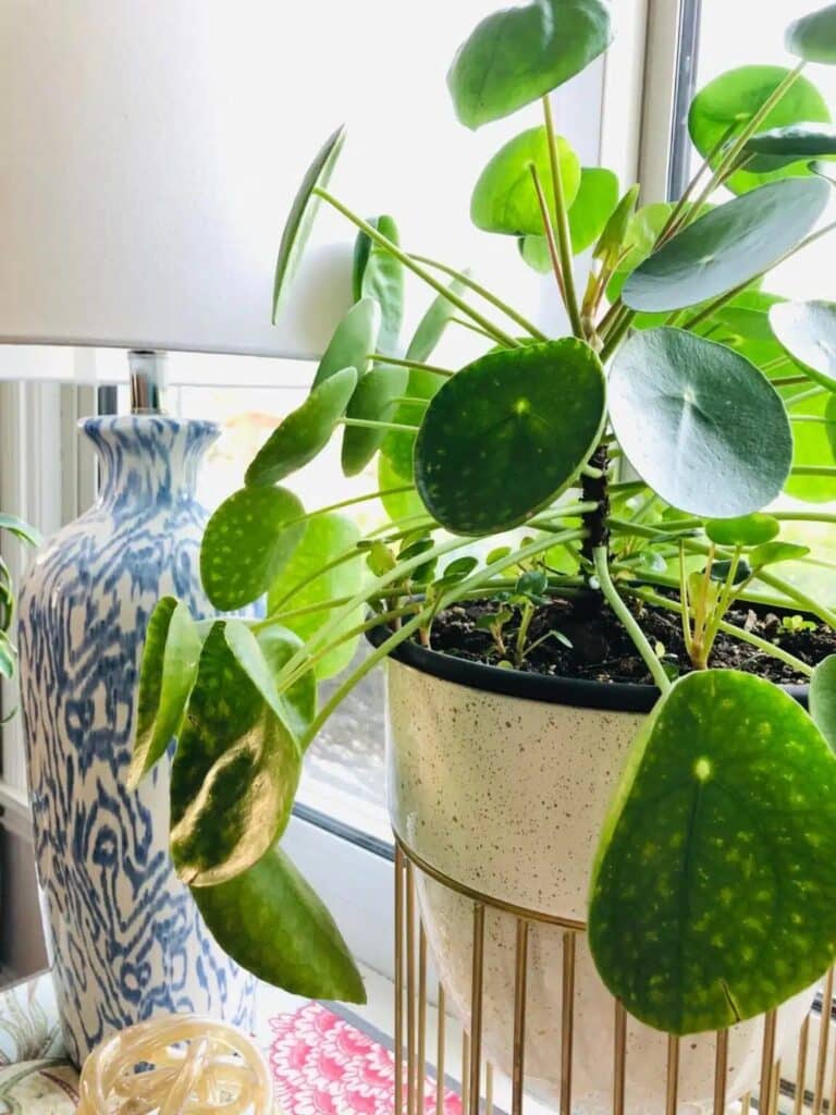 A money plant in a white planter on a table beside a blue and white lamp.