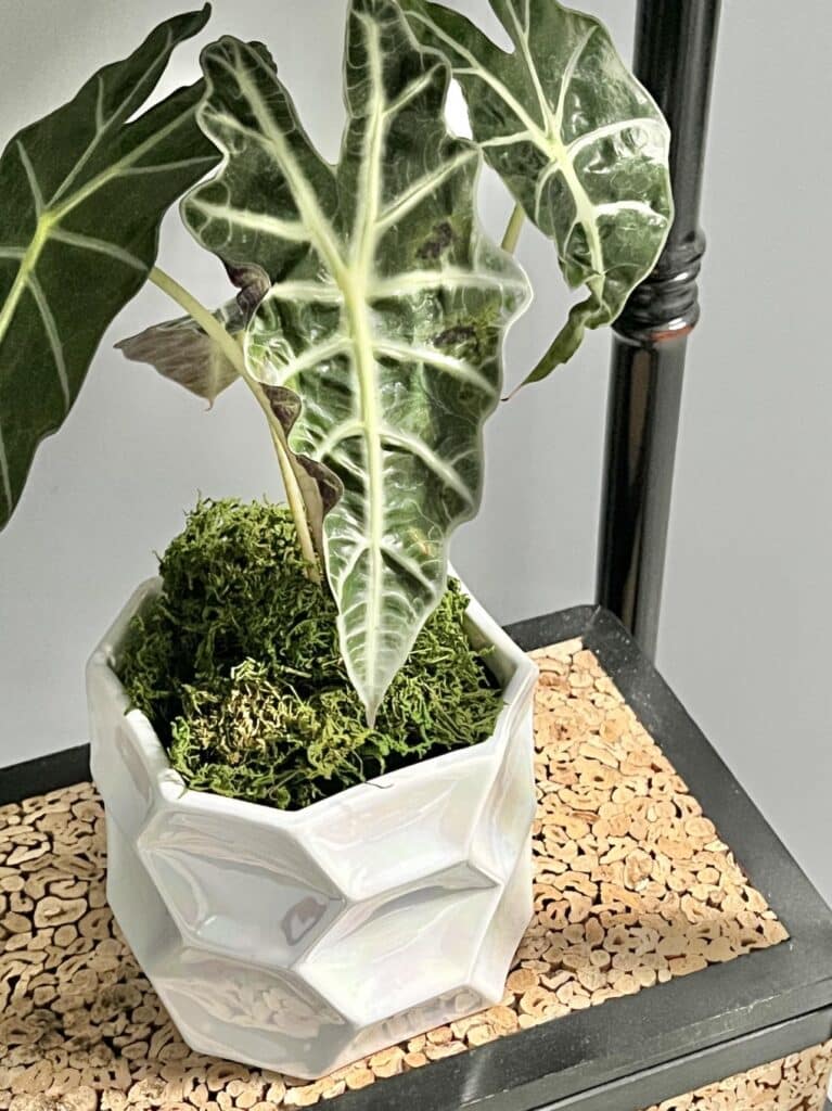 A white candle container upcycled to hold a plant.