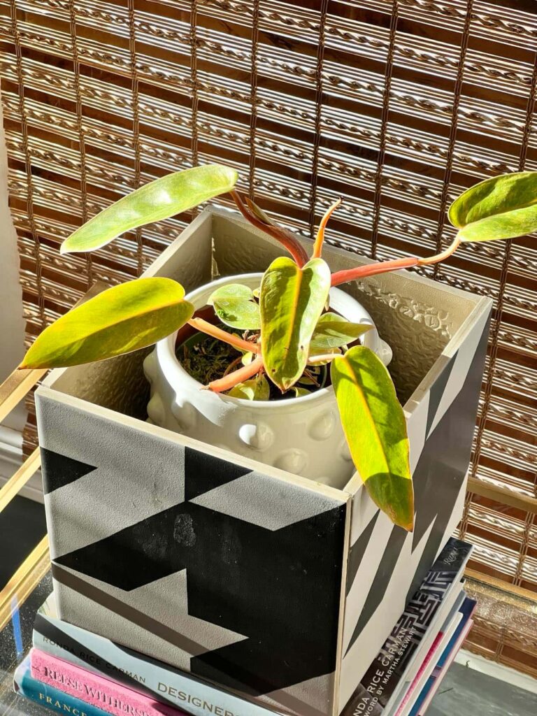 A Painted Lady plant displayed in a planter and a tile box.