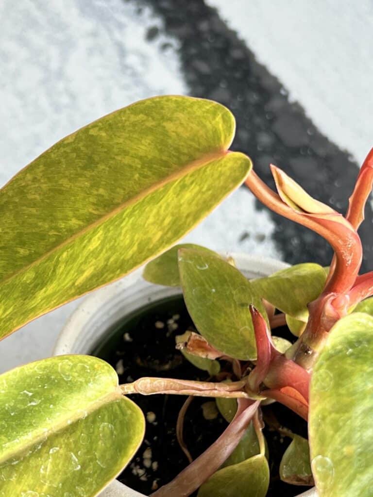 A sprouting bud on a Painted Lady plant.