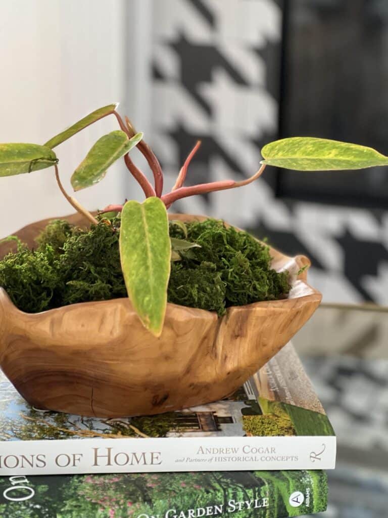 A Painted Lady plant in a wood bowl with moss.